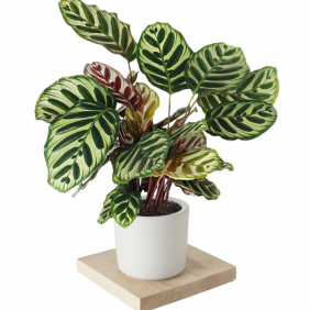 Antalya Çiçek Siparişi  DUA Çiçeği (Calathea Makayona ) - ARAPSUYU